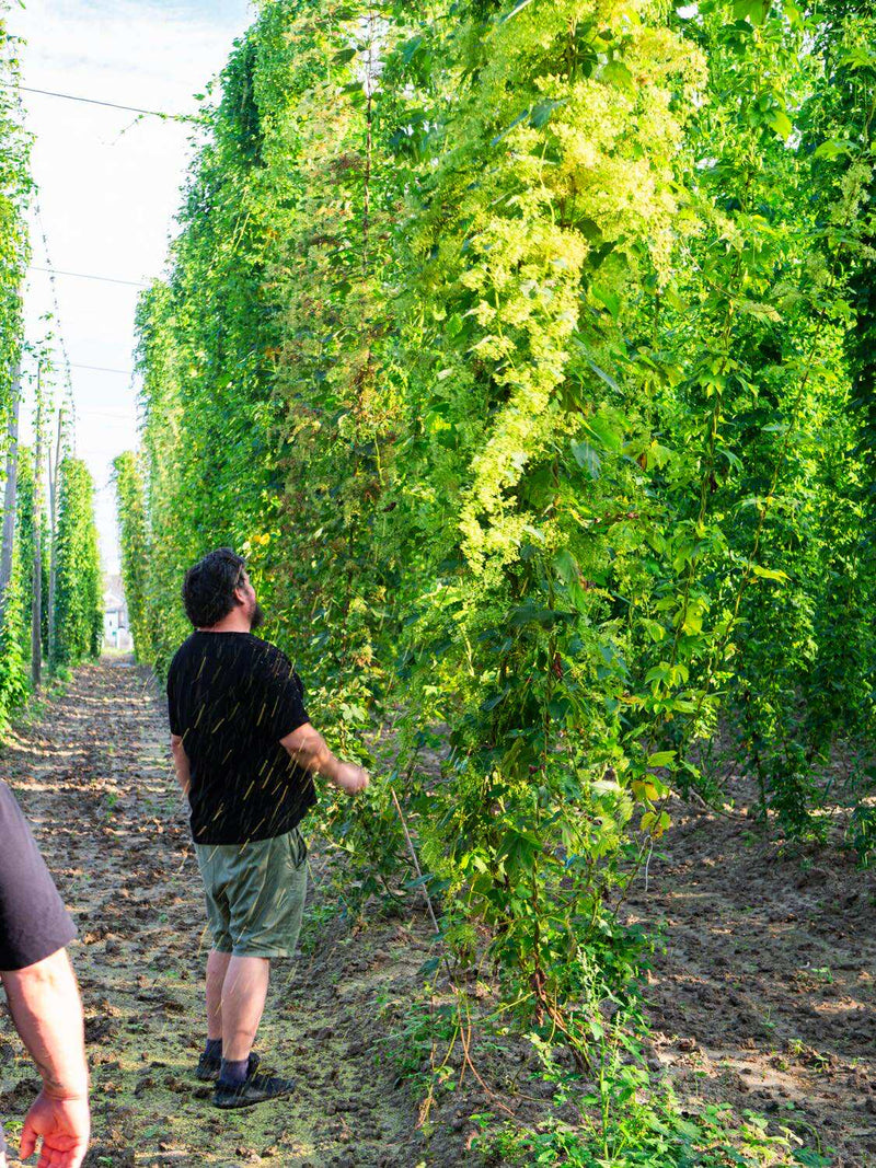 玄選 ポーリッシュホップ編 (Gensen - Polish Hop)